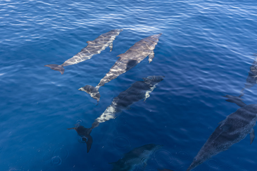 Delfin Moteado - Tenerife - islas Canarias - España 07 .jpg